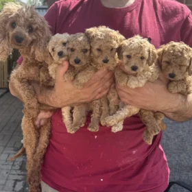 toy poodle for sale